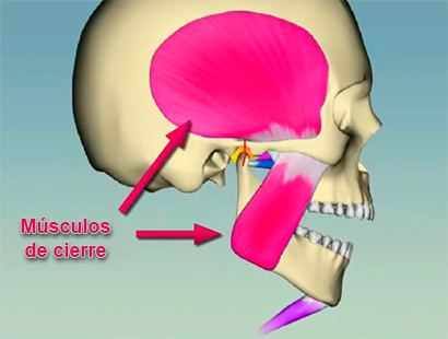 Anatomía función ATM Doctora Lavara